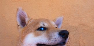 Shiba Inu Keeps Energy Alive, Snags 26% Gain– Here’s The Inside Scoop
