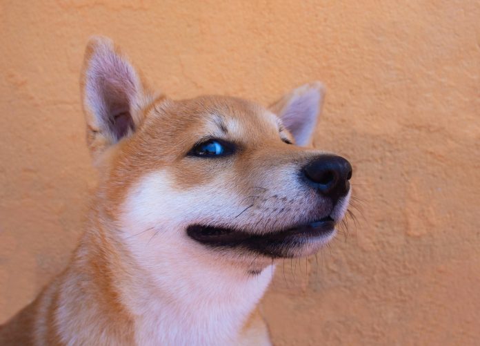 Shiba Inu Keeps Energy Alive, Snags 26% Gain– Here’s The Inside Scoop