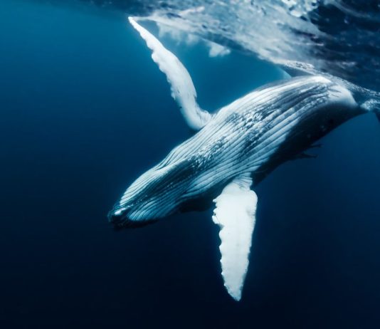 Cardano Whales Quickly Building Up, ADA Bull Run Incoming?