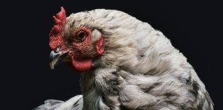 Bitcoin Chicken Video Game: Why Losing This Level Might Send Out BTC Back To $20,000