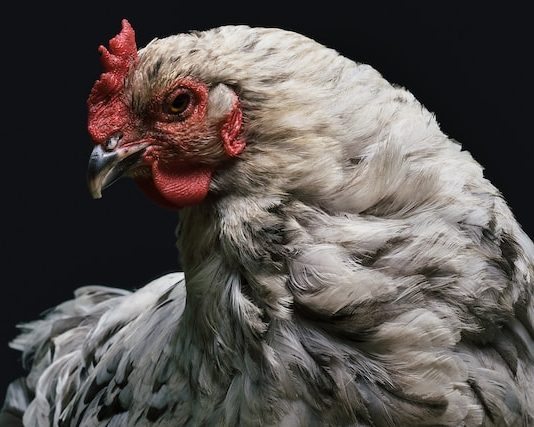 Bitcoin Chicken Video Game: Why Losing This Level Might Send Out BTC Back To $20,000