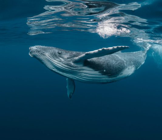 Ethereum Records Huge Whale Activity In The Middle Of ETH Rate Drop: Santiment