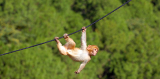 Apecoin Damages Grip In Last 30 Days– Should Financiers Get Concerned?