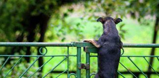 Shiba Inu Nears Make-Or-Break Resistance Barrier– What Waits For Traders?