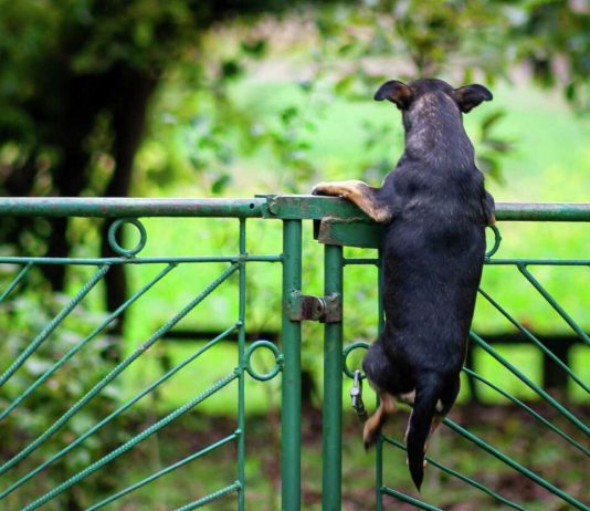 Shiba Inu Nears Make-Or-Break Resistance Barrier– What Waits For Traders?