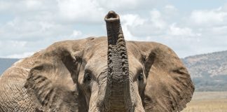 New Bull Run For Bitcoin If It Breaks This Level, Specialist Resolves Elephant In The Space