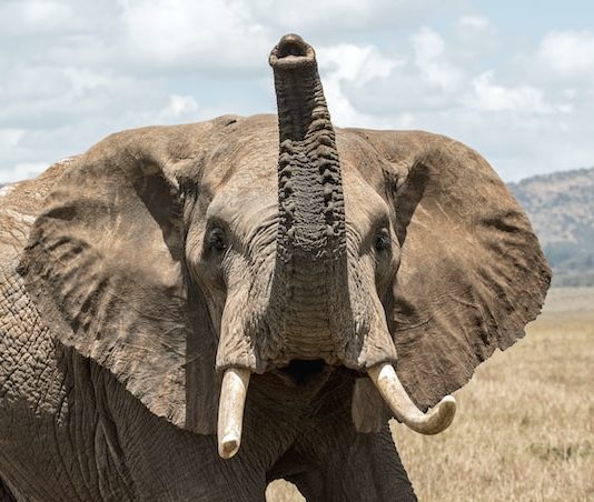 New Bull Run For Bitcoin If It Breaks This Level, Specialist Resolves Elephant In The Space