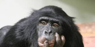 The ApeCoin Quandary: Why Further Losses Might Persist