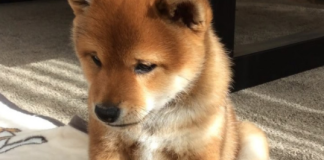 Shiba Inu Rate Deals With Prospective Loss As Bearish Pattern Emerges