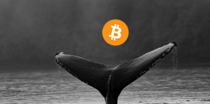 Bitcoin Whales Load Up With $1.5 Billion Worth Of BTC Amidst Cost Unpredictability