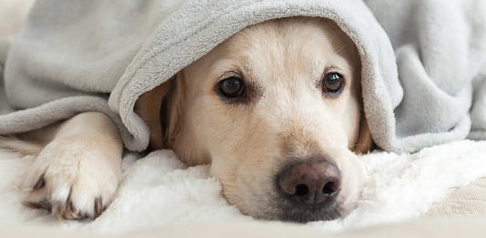Dogecoin Future In Concern: What’s Next After Today’s Rate Drop? Dogecoin Future In Concern: What’s Next After Today’s Rate Drop?