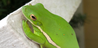Can Pepe Coin Recover? Insights On Its Future Post-Critical Assistance Drop