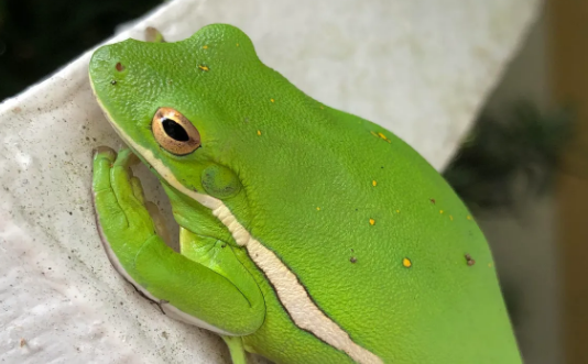 Can Pepe Coin Recover? Insights On Its Future Post-Critical Assistance Drop