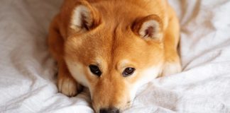 Dogecoin In A Dire Place As Each day Lively Addresses Drop Drastically