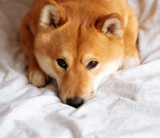 Dogecoin In A Dire Place As Each day Lively Addresses Drop Drastically
