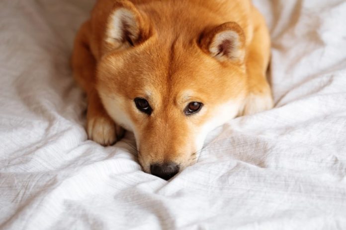 Dogecoin In A Dire Place As Each day Lively Addresses Drop Drastically