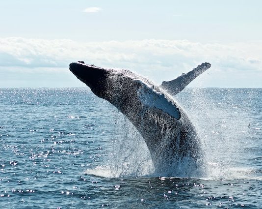 On-Chain Tracker Notices Main Distinction Between Bitcoin And Ethereum Whales