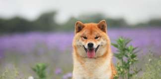 Shiba Inu Revival? Right here’s Why A Resurgence Might Be Imminent Shiba Inu Revival? Right here’s Why A Resurgence Might Be Imminent