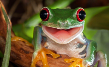 PEPE Worth Leaps 90% As Meme Coin Reaches Over 155,000 On-Chain Wallets PEPE Worth Leaps 90% As Meme Coin Reaches Over 155,000 On-Chain Wallets