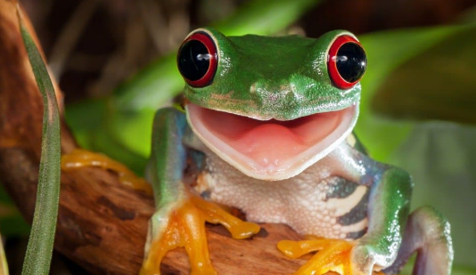 PEPE Worth Leaps 90% As Meme Coin Reaches Over 155,000 On-Chain Wallets