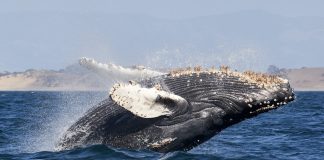XRP Whale Transactions Spike To three-Month Excessive As Good Cash Buys