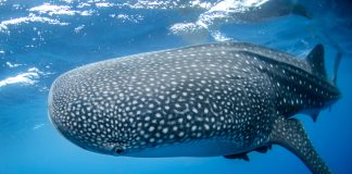 Bitcoin Sharks & Whales Do $2.2 Billion Selloff, However BTC Hangs On At $37,000