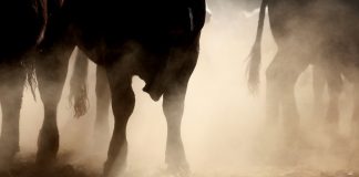 AVAX Value Prediction: Avalanche Rally Simply Getting Began?