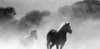 Maintain Your Horses: Bitcoin May Fall Again To Beneath $38,000, These Analysts Say
