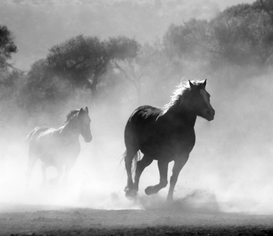 Maintain Your Horses: Bitcoin May Fall Again To Beneath $38,000, These Analysts Say Maintain Your Horses: Bitcoin May Fall Again To Beneath $38,000, These Analysts Say