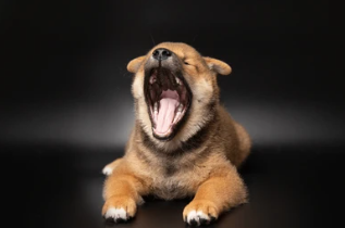 SHIB Roars As Shibarium Hits 100 Million Transactions – Huge Issues Unfolding