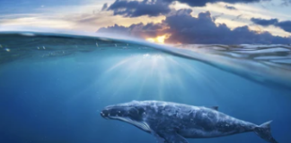 Ethereum Whales Scoop Up $230 Million In ETH In One Week – Value Hike Subsequent?