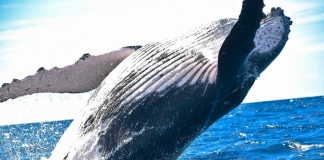 Ethereum Giga Whales On A Historic Shopping for Spree – Right here’s How A lot ETH They’ve Purchased