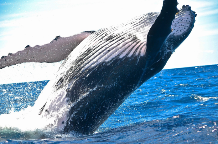 Ethereum Giga Whales On A Historic Shopping for Spree – Right here’s How A lot ETH They’ve Purchased