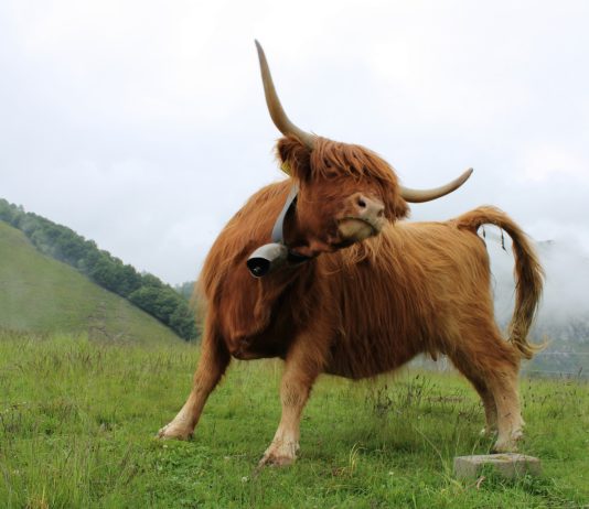 XRP On The Brink: Pressing Name For Bulls As Analysts Predict Dire Correction Forward