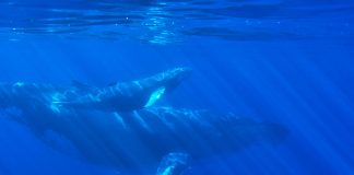 XRP Whales Are On The Transfer, What Are They Up To?