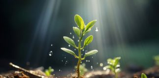 Cardano (ADA): Inexperienced Shoots Emerge – Is A 30% Value Progress Subsequent?