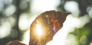 Solana Surges: Open Curiosity Hits $1.75 Billion, Value Up 8% As we speak