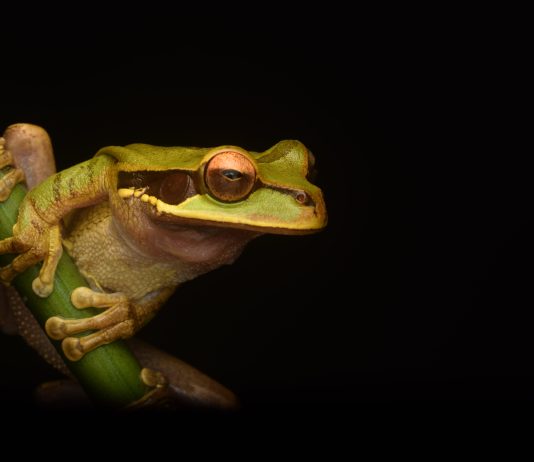 Pepe Coin Soars Over 250% – Will March Convey Extra Surprises?