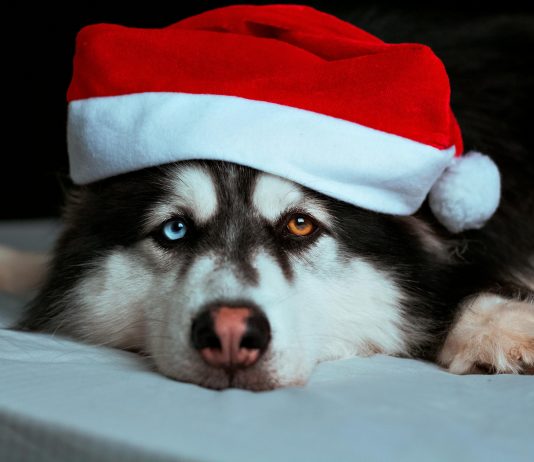 Dogwifhat What? Memecoin Barges Into 86th Spot With 320% Rally – What’s Going On?