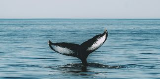 These Are The Ethereum Altcoins Witnessing Excessive Whale Curiosity