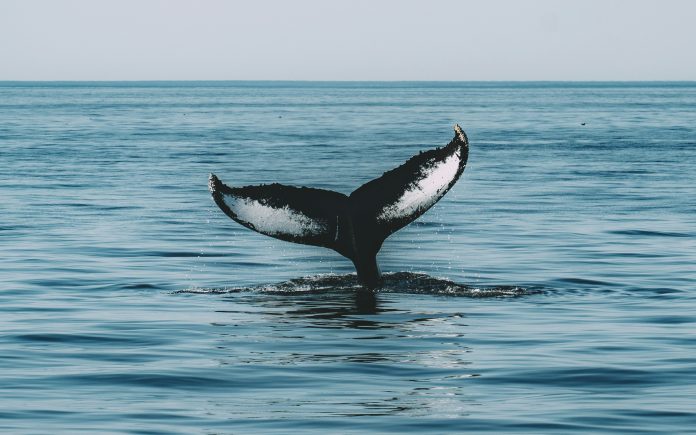 These Are The Ethereum Altcoins Witnessing Excessive Whale Curiosity