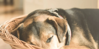 Shiba Inu (SHIB) Slumps As Whale Promote-Off Dampens Momentum – Particulars