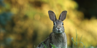 Investor Alert: Ethereum Q2 Potential Guarantees Double-Digit Positive factors – Analyst