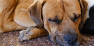 Dogecoin Deflates: What’s Behind The 20% Worth Drop Amidst Memecoin Mania?