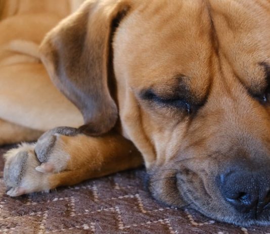 Dogecoin Deflates: What’s Behind The 20% Worth Drop Amidst Memecoin Mania?