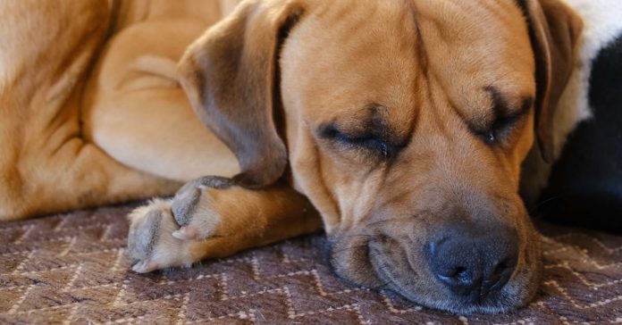 Dogecoin Deflates: What’s Behind The 20% Worth Drop Amidst Memecoin Mania?