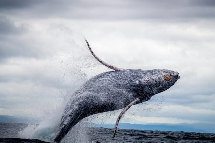 $115 Million Bitcoin Whale Wakes Up From 10-Yr Slumber – What’s Subsequent?