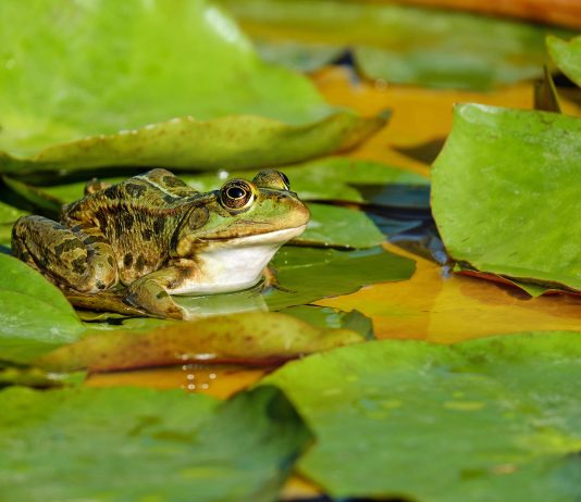 PEPE In Peril? Dwindling Change Provide Raises Worth Jitters