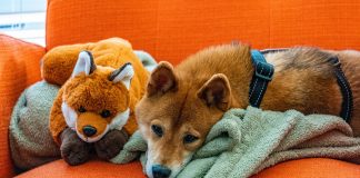 Shiba Inu Surpasses four Million Addresses, Ignites Frenzy