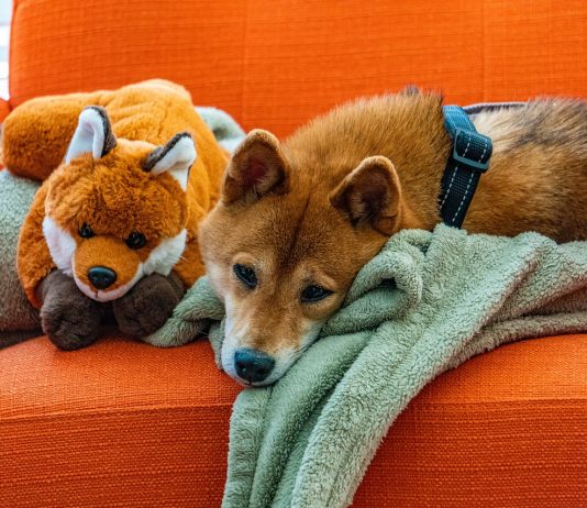 Shiba Inu Surpasses four Million Addresses, Ignites Frenzy